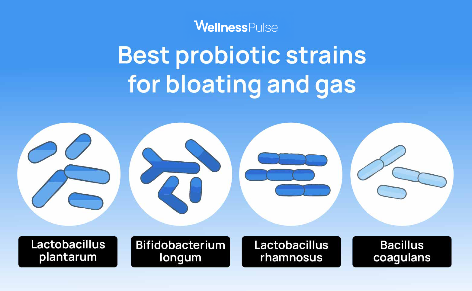 Infographic showing best probiotic strains for bloating and gas: lactobacillus plantarum, and more