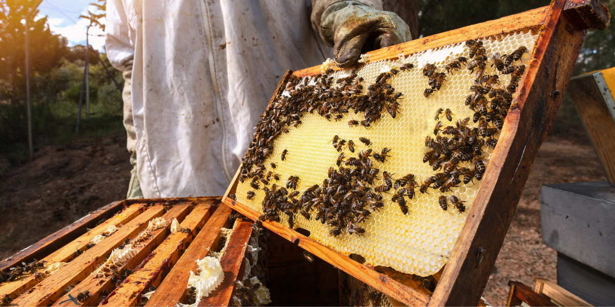 The image shows the beekeeper holding the comb while the bees work on it.