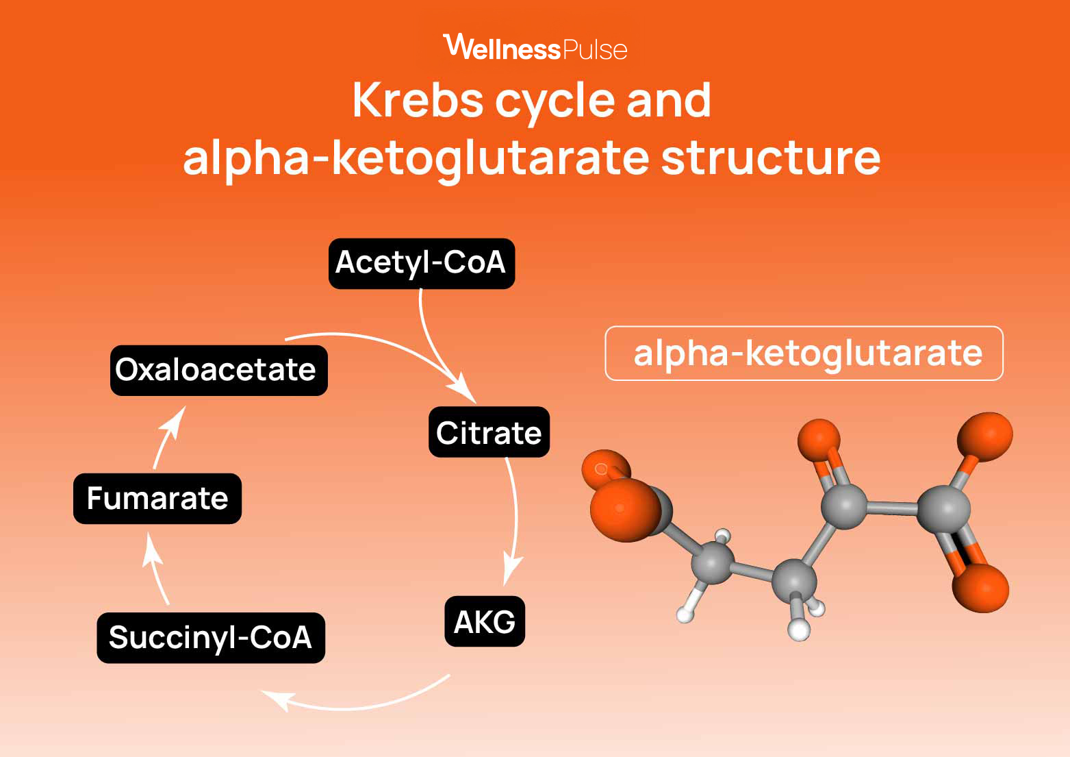 Infographic showing how the alpha-ketoglutarate and krebs cycle works