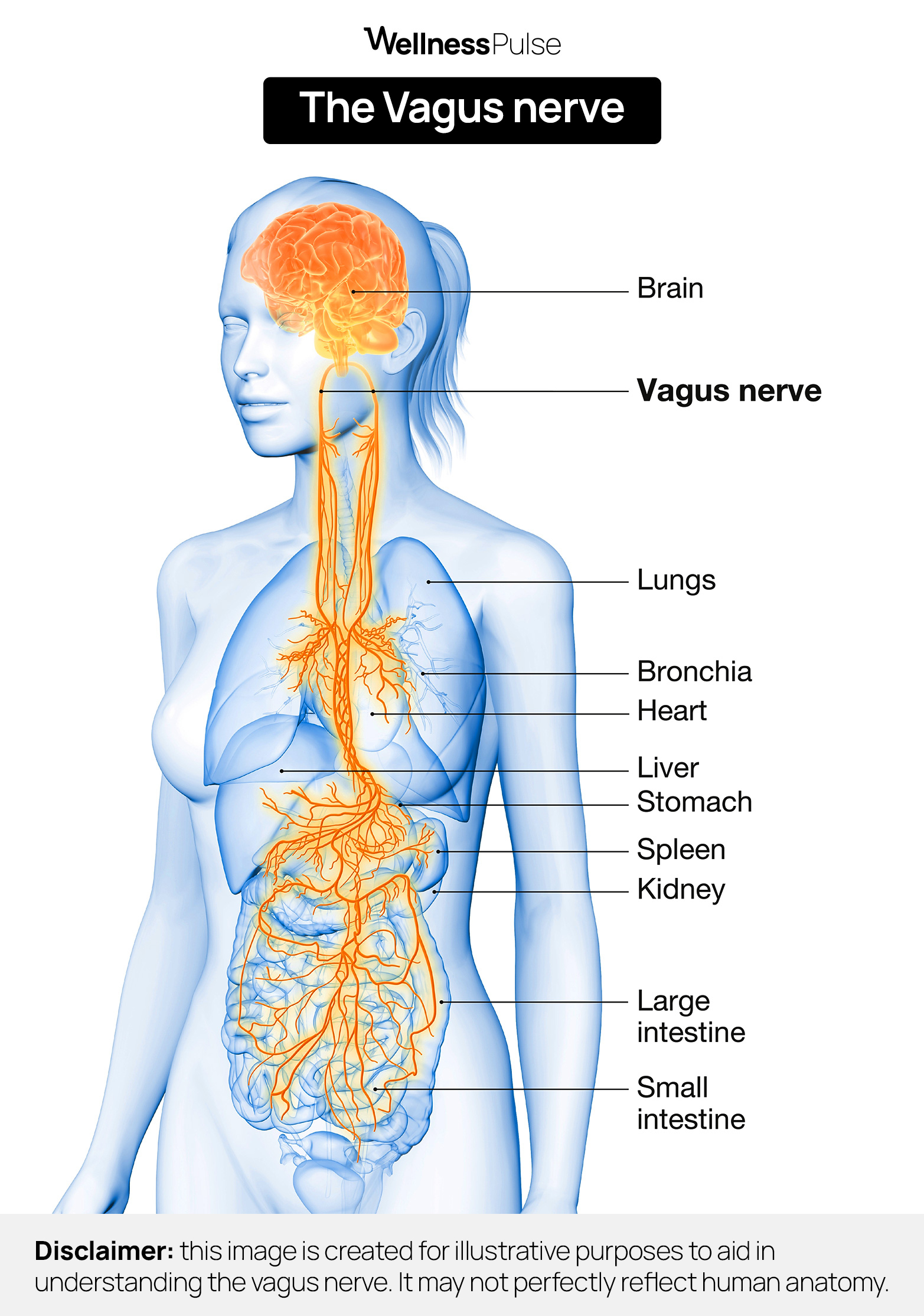 Illustration to aid in understanding the vagus nerve, its location and pathway