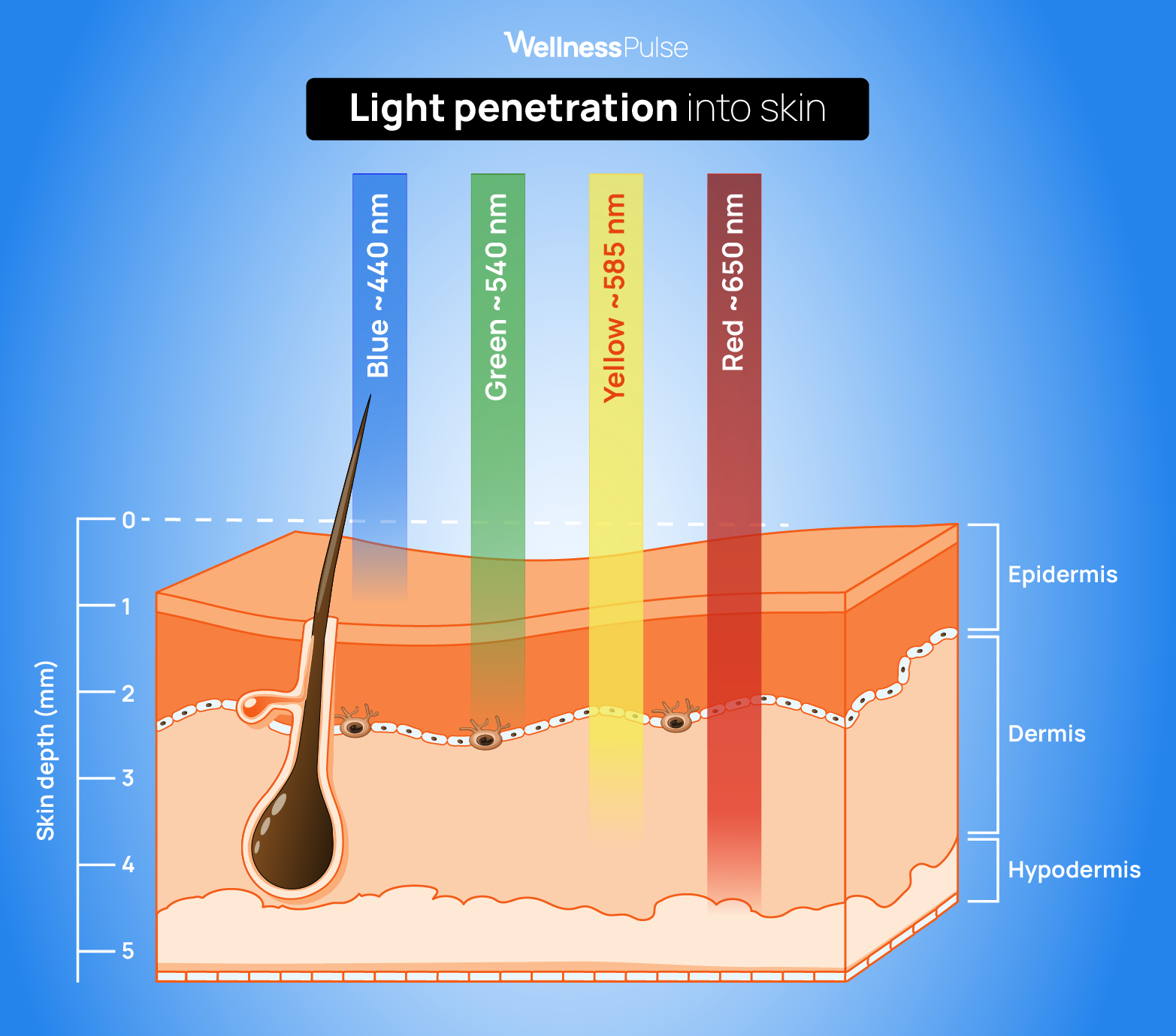 Infographic on light penetration into skin, including blue, green, yellow and red lights