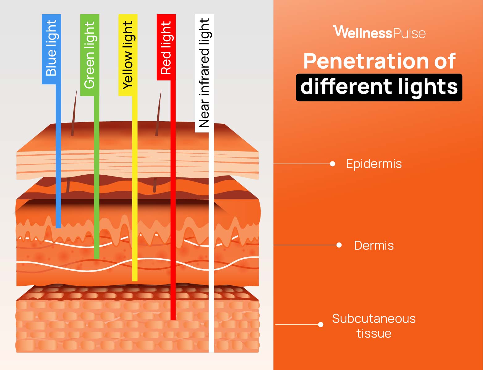 Infographic showing how different wavelengths of light penetrate the skin