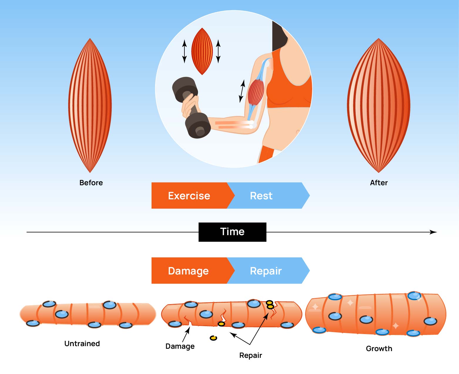 Understanding muscle growth