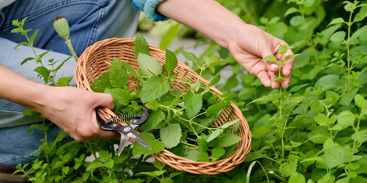What is lemon balm