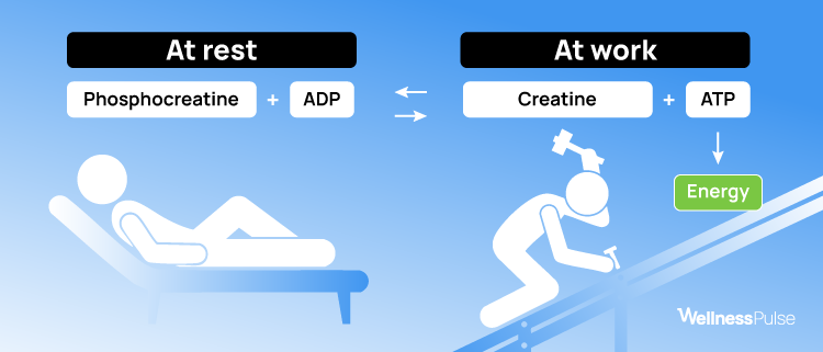 Infographic showing how does creatine work during rest and work