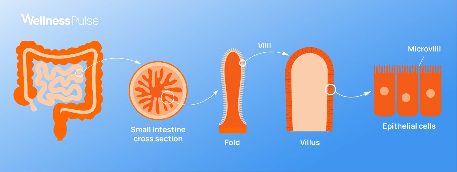 Infographic on the small intestine surface area which includes folds, villi, and microvilli