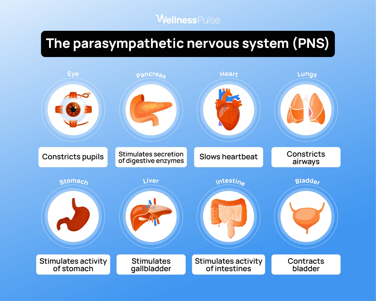 Infographic explaining whats the Parasympathetic nervous system