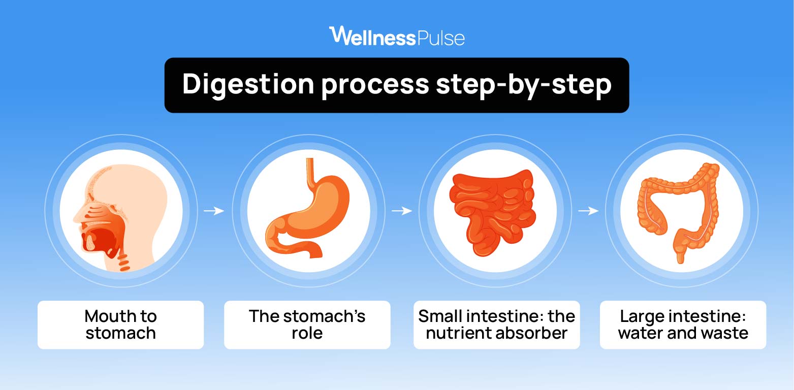 Infographic on digestion process step-by-step