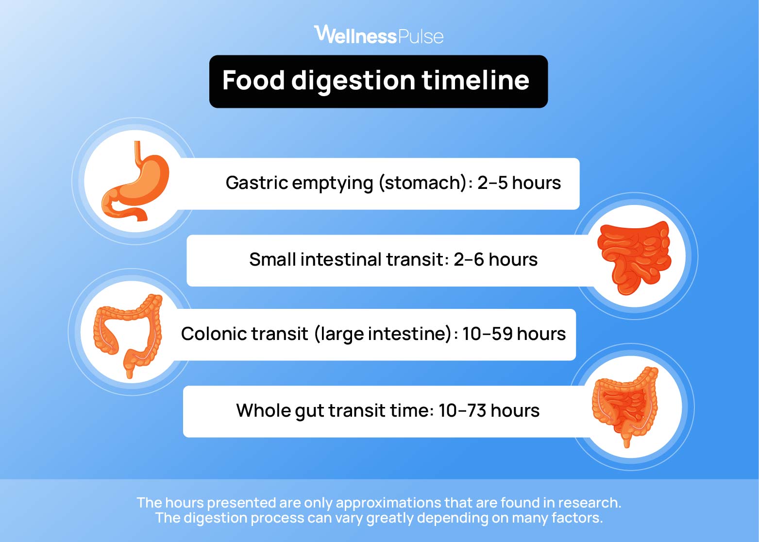 Infographic on food digestion timeline: from gastric emptying to whole gut transit time
