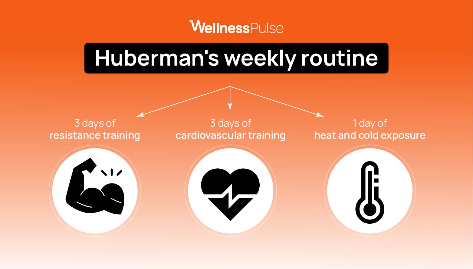 Huberman weekly routine