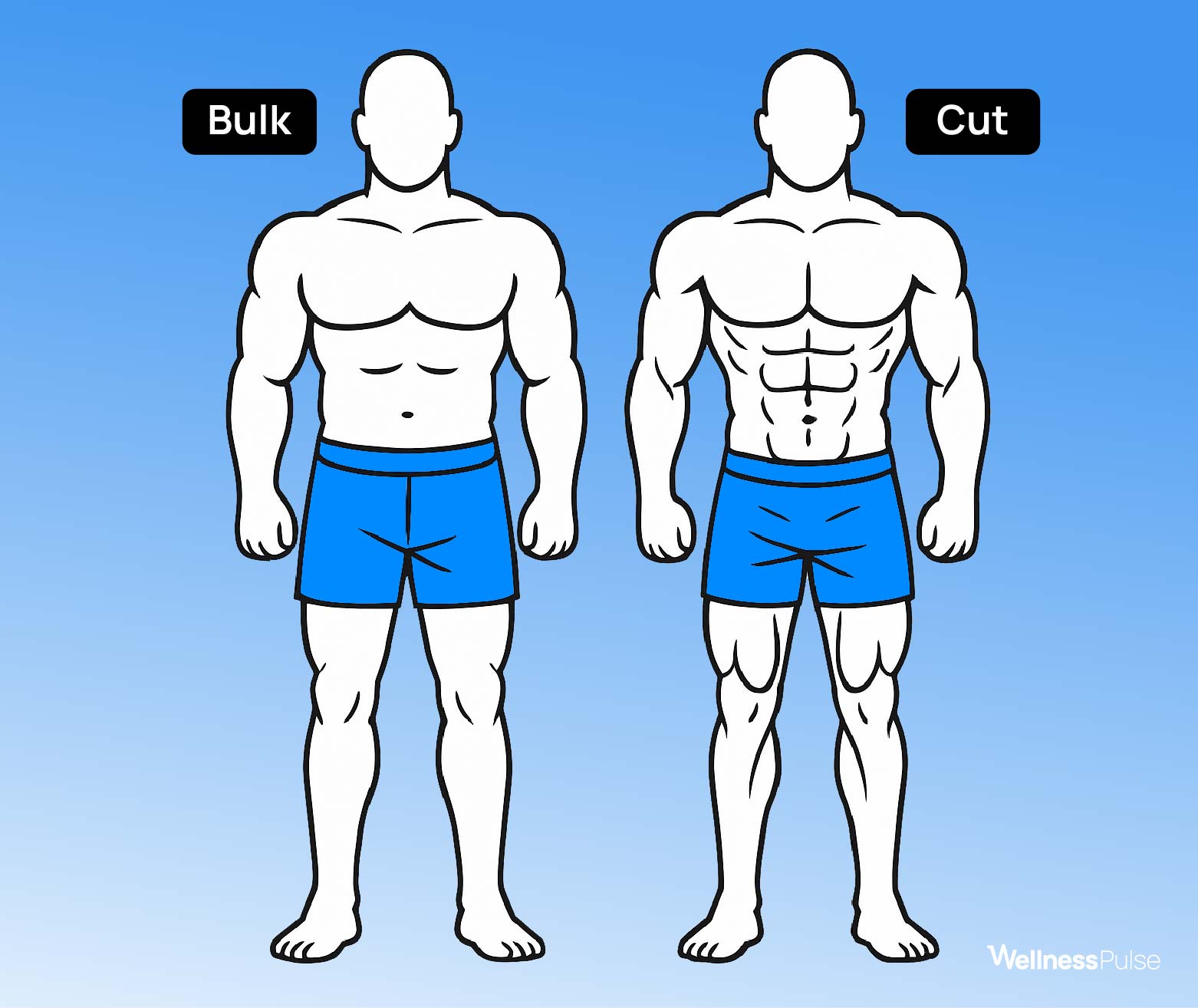 Bulking vs cutting