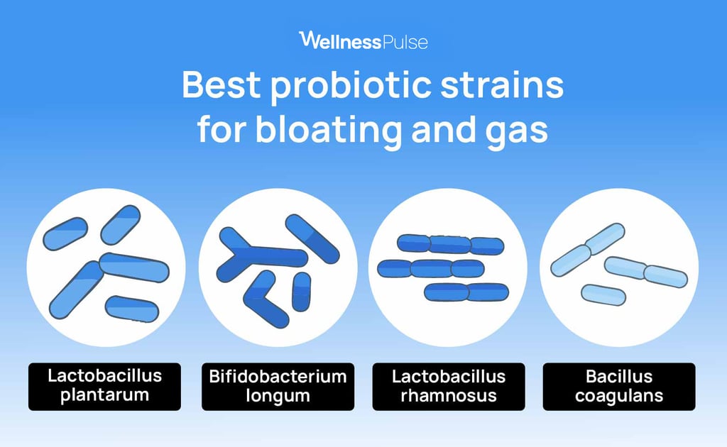 Infographic showing best probiotic strains for bloating and gas: lactobacillus plantarum, and more
