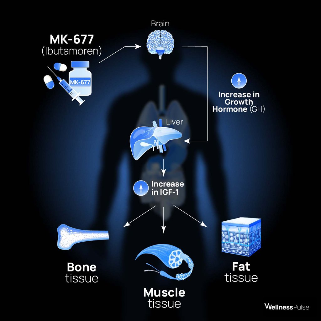 Infographic showing MK-677’s effects on the brain, liver, and tissue growth (GH, IGF-1)