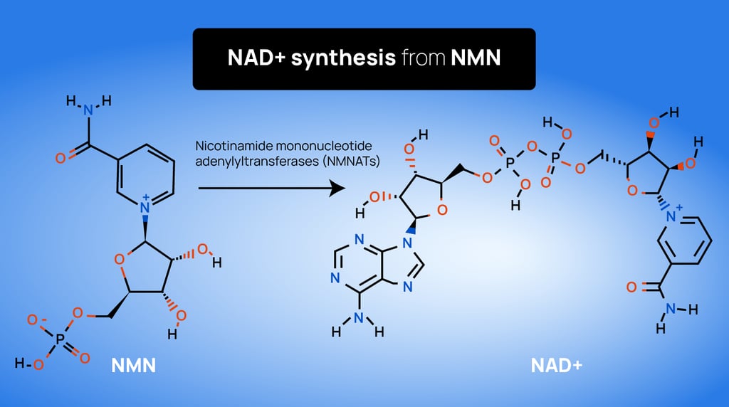 Infographic showing NAD+ synthesis from NMN