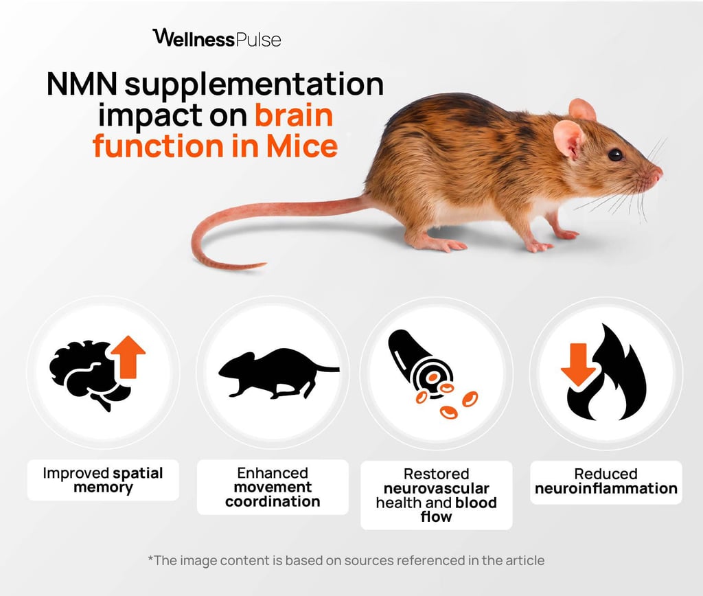 Infographic showing NMN impact on brain function in mice: memory, coordination, blood flow, and more