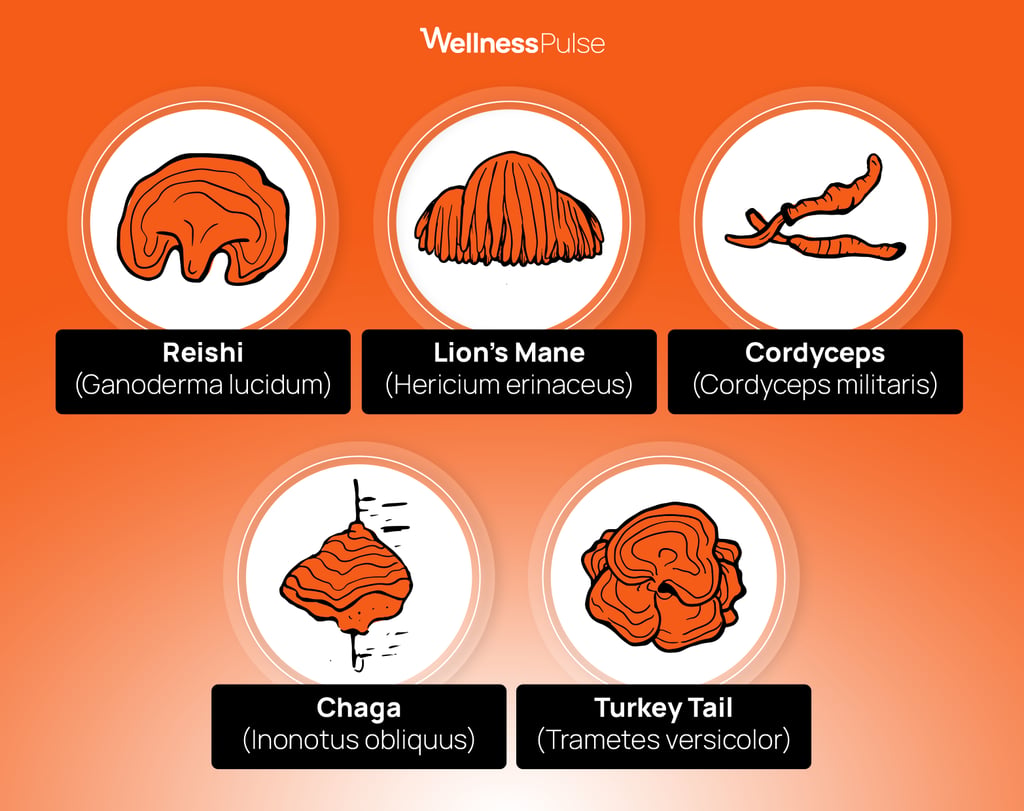 the most popular medicinal mushrooms