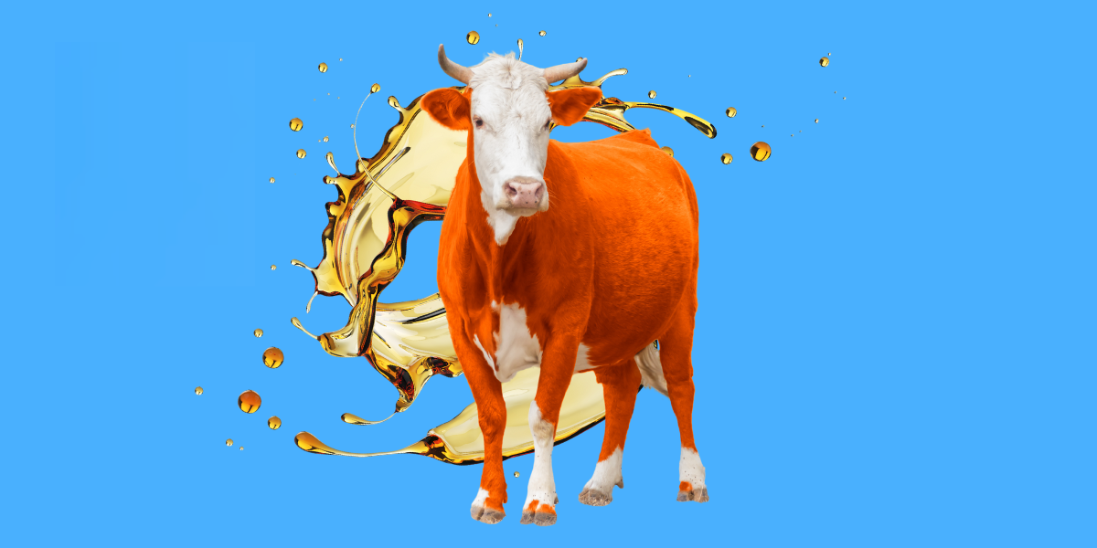 seed oils and beef tallow trend
