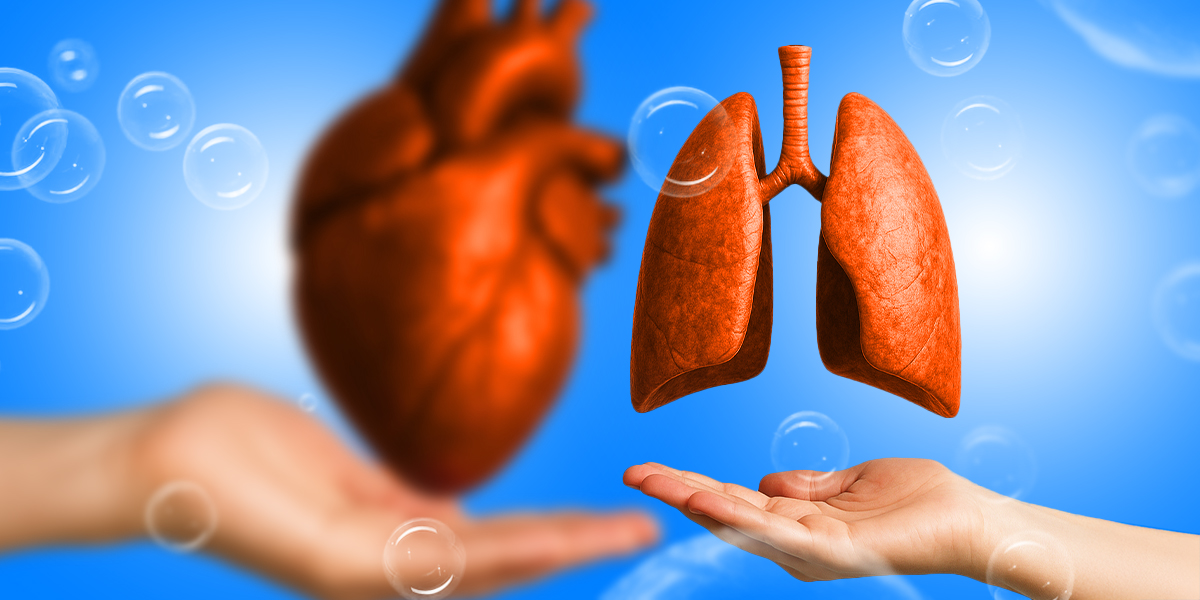 Two hands holding heart and lungs blue background with bubbles