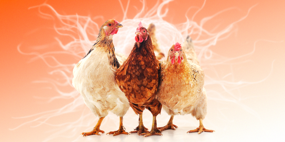 Three chicken on the orange background.