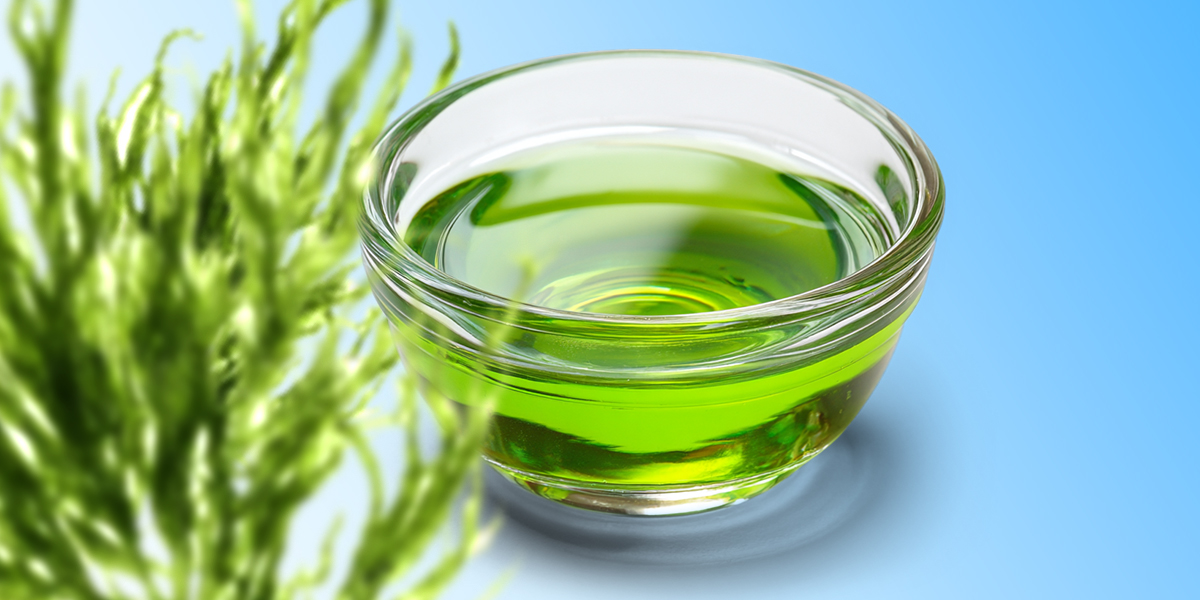 A bowl with algae oil on a blue background
