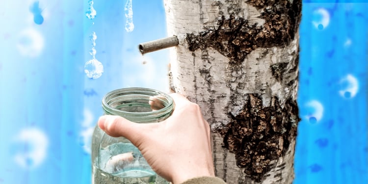 birch sap