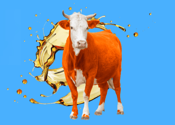 seed oils and beef tallow trend