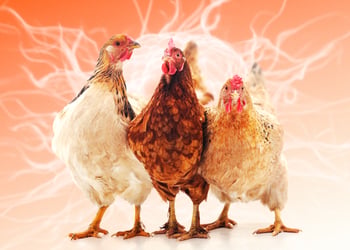 Three chicken on the orange background.