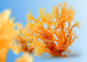 Sea Moss in blue background