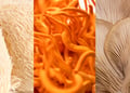 Medicinal Mushrooms for Menopause